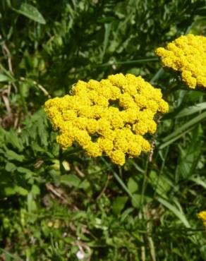 Fotografia 13 da espécie Achillea ageratum no Jardim Botânico UTAD