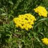 Fotografia 13 da espécie Achillea ageratum do Jardim Botânico UTAD