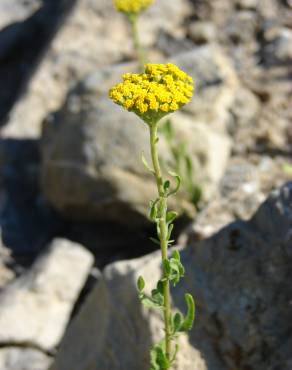 Fotografia 14 da espécie Achillea ageratum no Jardim Botânico UTAD