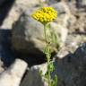 Fotografia 14 da espécie Achillea ageratum do Jardim Botânico UTAD