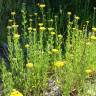 Fotografia 15 da espécie Achillea ageratum do Jardim Botânico UTAD