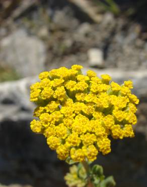 Fotografia 17 da espécie Achillea ageratum no Jardim Botânico UTAD