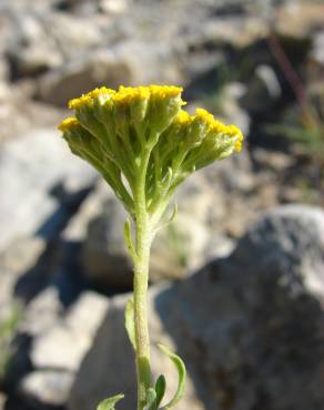 Fotografia 18 da espécie Achillea ageratum no Jardim Botânico UTAD