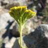 Fotografia 18 da espécie Achillea ageratum do Jardim Botânico UTAD