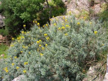 Fotografia da espécie Adenocarpus argyrophyllus