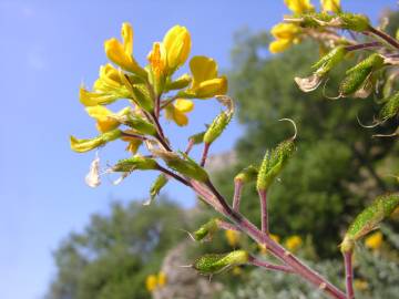 Fotografia da espécie Adenocarpus argyrophyllus