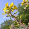 Fotografia 6 da espécie Adenocarpus argyrophyllus do Jardim Botânico UTAD