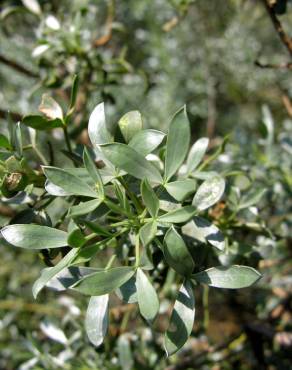 Fotografia 8 da espécie Adenocarpus argyrophyllus no Jardim Botânico UTAD