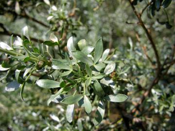 Fotografia da espécie Adenocarpus argyrophyllus