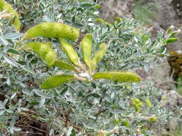 Fotografia da espécie Adenocarpus argyrophyllus