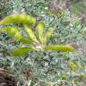 Fotografia 12 da espécie Adenocarpus argyrophyllus do Jardim Botânico UTAD