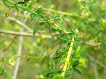 Fotografia da espécie Adenocarpus telonensis