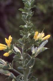 Fotografia da espécie Adenocarpus telonensis