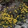 Fotografia 7 da espécie Adenocarpus telonensis do Jardim Botânico UTAD