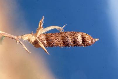 Fotografia da espécie Adenocarpus telonensis