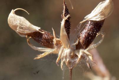 Fotografia da espécie Adenocarpus telonensis