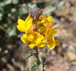 Fotografia da espécie Adenocarpus complicatus