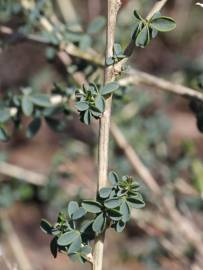Fotografia da espécie Adenocarpus complicatus