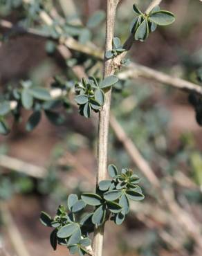 Fotografia 12 da espécie Adenocarpus complicatus no Jardim Botânico UTAD