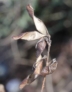 Fotografia 13 da espécie Adenocarpus complicatus no Jardim Botânico UTAD