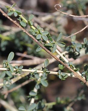 Fotografia 14 da espécie Adenocarpus complicatus no Jardim Botânico UTAD