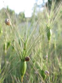 Fotografia da espécie Aegilops neglecta