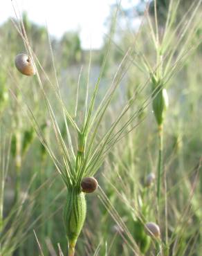 Fotografia 3 da espécie Aegilops neglecta no Jardim Botânico UTAD