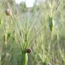 Fotografia 3 da espécie Aegilops neglecta do Jardim Botânico UTAD