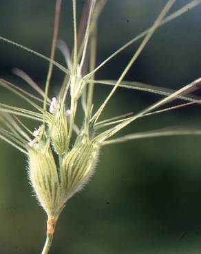 Fotografia 4 da espécie Aegilops neglecta no Jardim Botânico UTAD