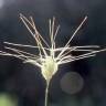 Fotografia 5 da espécie Aegilops neglecta do Jardim Botânico UTAD