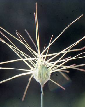 Fotografia 6 da espécie Aegilops neglecta no Jardim Botânico UTAD