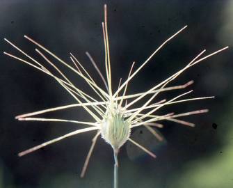 Fotografia da espécie Aegilops neglecta