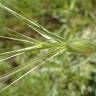 Fotografia 7 da espécie Aegilops neglecta do Jardim Botânico UTAD