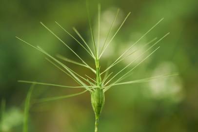 Fotografia da espécie Aegilops neglecta