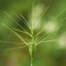 Fotografia 8 da espécie Aegilops neglecta do Jardim Botânico UTAD