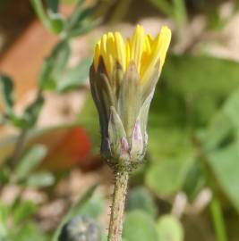 Fotografia da espécie Aetheorhiza bulbosa subesp. bulbosa