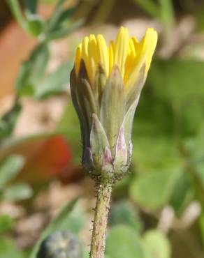 Fotografia 6 da espécie Aetheorhiza bulbosa subesp. bulbosa no Jardim Botânico UTAD