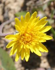 Aetheorhiza bulbosa subesp. bulbosa