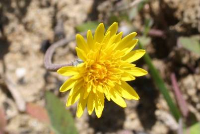 Fotografia da espécie Aetheorhiza bulbosa subesp. bulbosa