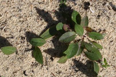 Fotografia da espécie Aetheorhiza bulbosa subesp. bulbosa