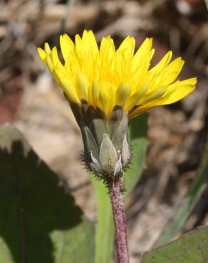 Fotografia 8 da espécie Aetheorhiza bulbosa subesp. bulbosa no Jardim Botânico UTAD