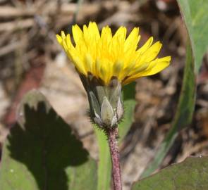 Fotografia da espécie Aetheorhiza bulbosa subesp. bulbosa