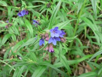 Fotografia da espécie Aegonychon purpurocaeruleum