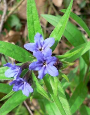 Fotografia 3 da espécie Aegonychon purpurocaeruleum no Jardim Botânico UTAD