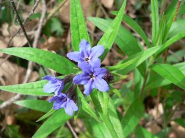 Fotografia da espécie Aegonychon purpurocaeruleum