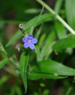 Fotografia 6 da espécie Aegonychon purpurocaeruleum no Jardim Botânico UTAD