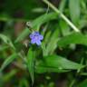 Fotografia 6 da espécie Aegonychon purpurocaeruleum do Jardim Botânico UTAD