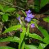 Fotografia 7 da espécie Aegonychon purpurocaeruleum do Jardim Botânico UTAD