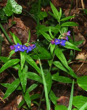 Fotografia 8 da espécie Aegonychon purpurocaeruleum no Jardim Botânico UTAD