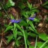 Fotografia 8 da espécie Aegonychon purpurocaeruleum do Jardim Botânico UTAD